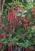 Acalypha hispida
