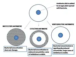 A close-up look at the results of an agar diffusion test