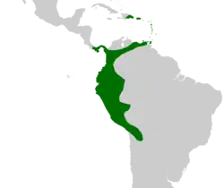 Aiphanes occurs in northwestern South America, south into Bolivia and east to northeastern Venezuela, in Panama and in Trinidad, Puerto Rico and eastern Hispaniola.