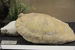 Skeleton of alligator snapping turtle at the Museum of Osteology