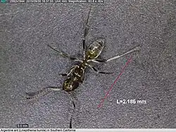 Illustrating the size of an ant