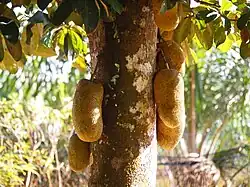 Mature fruit on tree