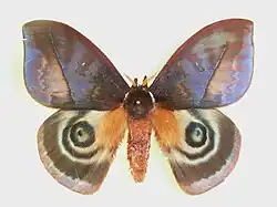 Automeris larra