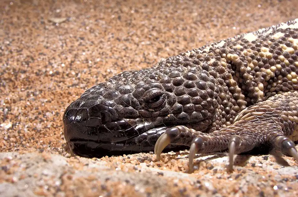 Image 14 Mexican beaded lizard More selected pictures