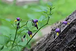 Bittersweet nightshade in Clark County, Ohio.