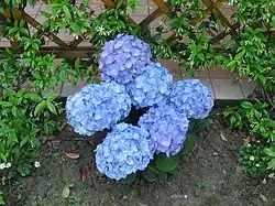 Hydrangea in acid soil