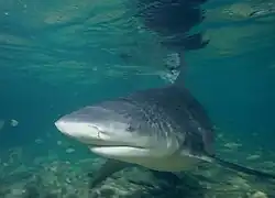 The bull shark ranks as the third most fatal in unprovoked attacks[12]
