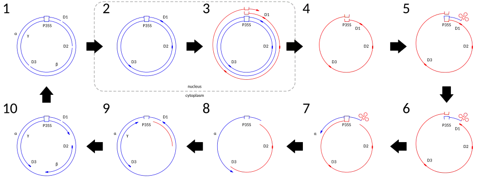 A diagram depicting the steps in the genome replication of Cauliflower Mosaic Virus (CaMV). DNA is depicted in blue and RNA (including the tRNA) is depicted in red See text for more details.
