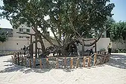 CairoVirginTree