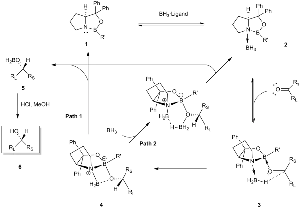 Mechanism of CBS reduction