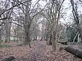 Cherry Tree Wood in winter