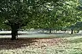 Trees