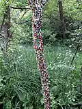 A tree within the park which has been 'decorated' with a large quantity of used chewing gum.
