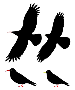 Diagrams of the two chough species perched and in flight