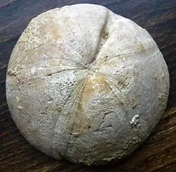 Clypeus ploti gives its name to the Clypeus Grit of Western England, part of the Oolite.[55]