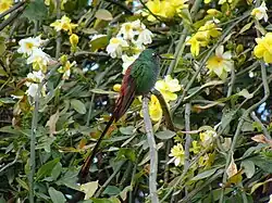A male red-tailed comet in Cordoba, Argentina.
