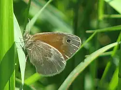 Coenonympha tullia