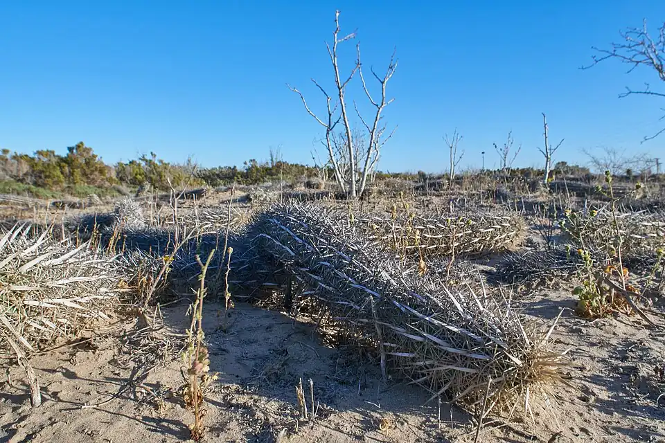 Creeping devil cactus in fog desert habitat near Puerto San Carlos, Baja California Sur