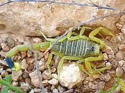 Leiurus quinquestriatus