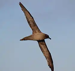 A light-mantled sooty albatross flying over the Drake Passage