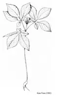 A drawn image of the American ginseng plants leaves.
