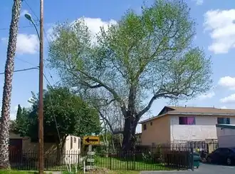 A gated-off tree in a suburban neighborhood