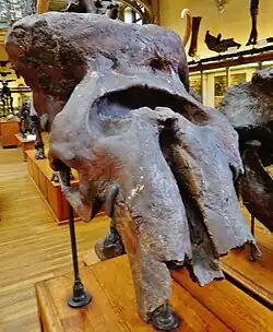 Skull at the Gallery of Paleontology and Comparative Anatomy, France
