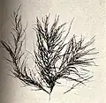 Ulva compressa, 1753 Enteromorpha, 1820 Thread Weed, 2010