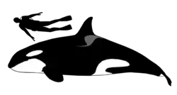 Diagram showing a 5.4-meter (17-foot-9-inch) female killer whale compared to a 1.8-meter (5-foot-11-inch) human scuba diver.