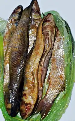 Fermented salted and dried fish meat