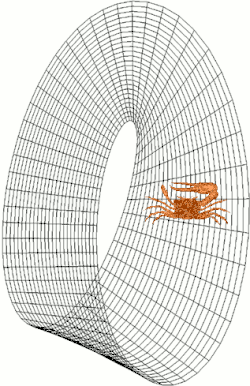 The obvious asymmetry of male fiddler crabs makes them useful figures in illustrating the non-orientability of certain geometric objects, like the Möbius strip shown here.