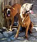 Modern Fila Brasileiro
