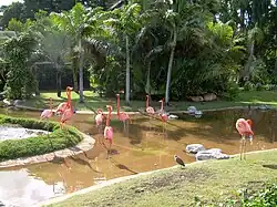 American flamingos featured at the entrance to the zoo