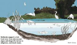 Wetlands support a vast and intricate food web which provides many functions and services to nature and humans.