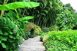 Path in the botanical garden