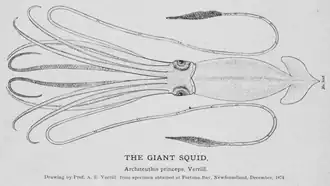 #42 (24/9/1877), Drawing by A. E. Verrill of the Catalina specimen, here incorrectly identified as the Fortune Bay specimen (#34); see original illustration (Verrill, 1880a:pl. 20)