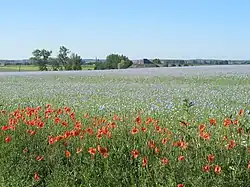 A field of lilac flowers under a blue sky, with dozens of poppies in the foreground. A house and trees are visible behind the field, and further still in the distance are green fields, a church spire, and hills.
