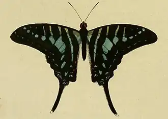 Dorsal view, from Papillions exotiques (1779)