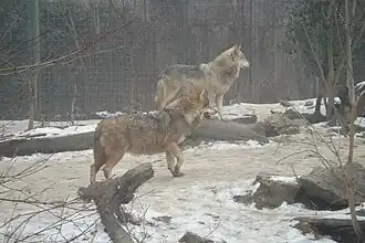Gray wolves