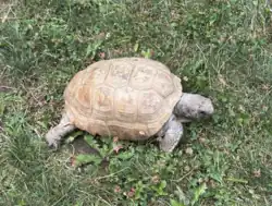 gopher tortoise eye-level view