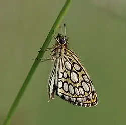 Specimen in southern France