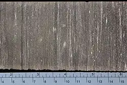 A lump of greenish-brown oil shale approximately 15 cm wide.
