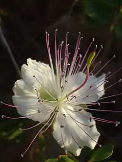 Photo of white flower with numerous and very long stamens, central carpel with high stigma