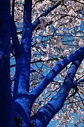 The Blue Trees, 2011 Vancouver Biennale, Canada
