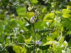 Lablab flowers and fruits