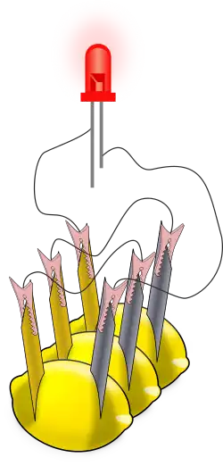 A drawing showing three lemons and a glowing red object (the LED). The LED has two lines coming out of its bottom to represent its electrical leads. Each lemon has two metal pieces stuck into it; the metals are colored differently. There are thin black lines, representing wires, connecting the metal pieces stuck into each lemon and the leads of the LED.