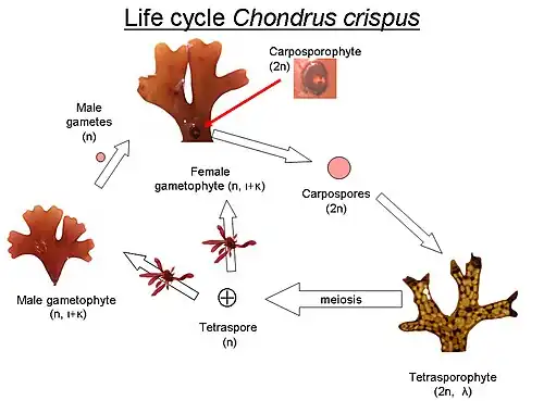 Lifecycle of C. crispus: Below the life stages are indicated if the life stage is haploid(n) or diploid (2n) and the type of carrageenan present.