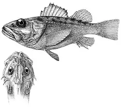 Lioscorpius longiceps
