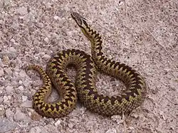 An adult female adder found basking in the sun by Loch Shin, Sutherland in Scotland. She preferred to pose for a photograph rather than slither away.