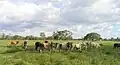 Tropical savanna climate in the Llanos